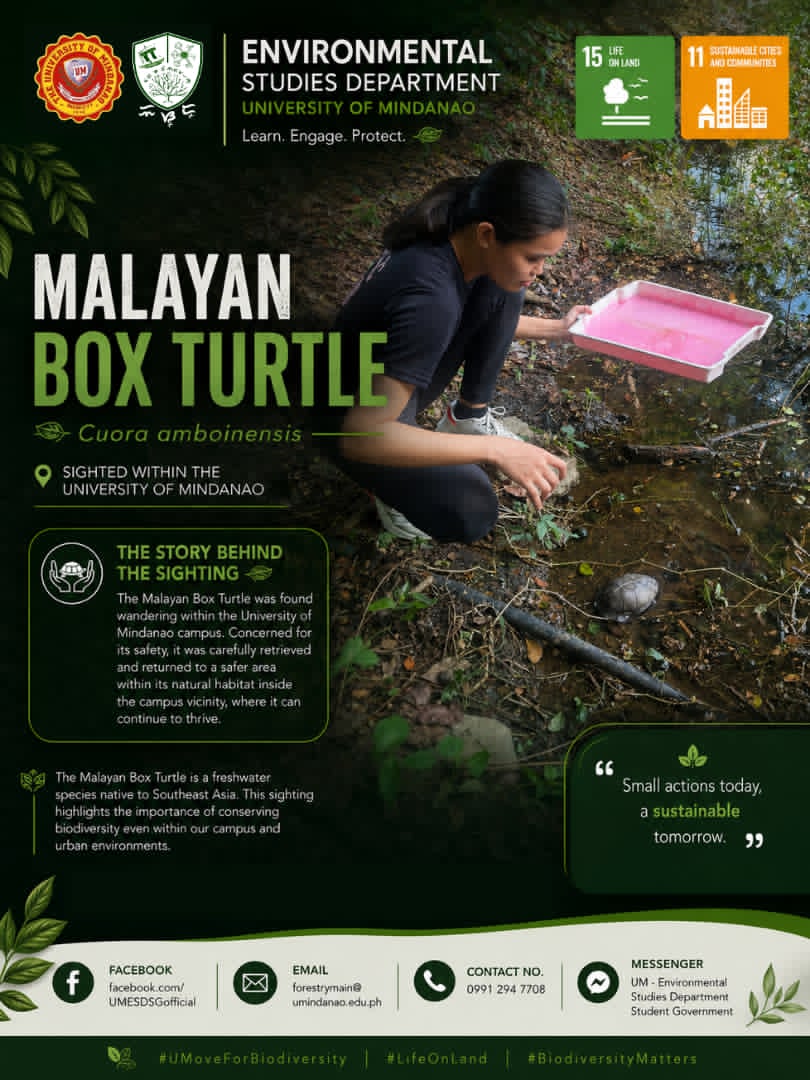 Malayan Box Turtles Spotted Within the University of Mindanao