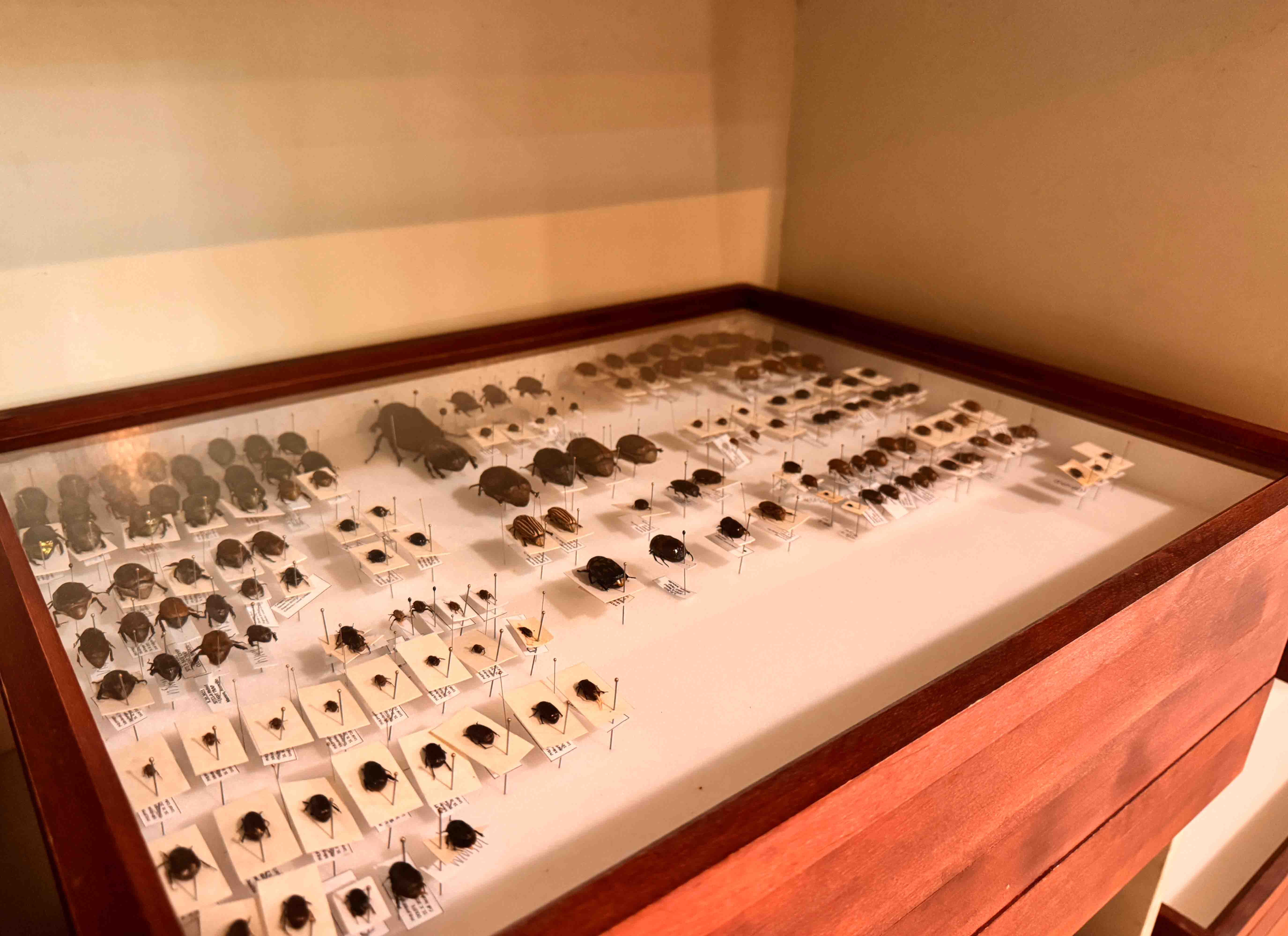 Coleoptera Research Center