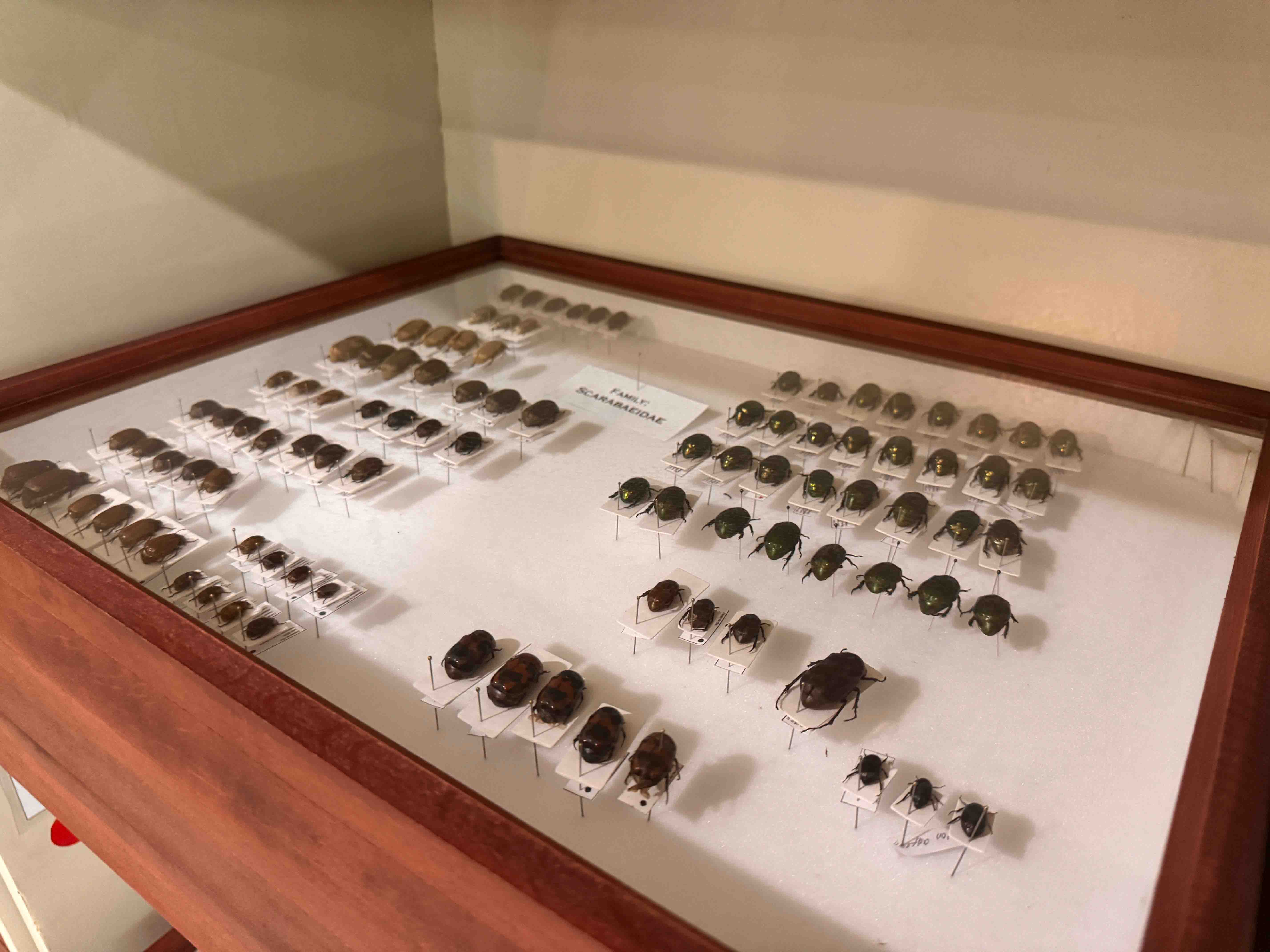 Coleoptera Research Center