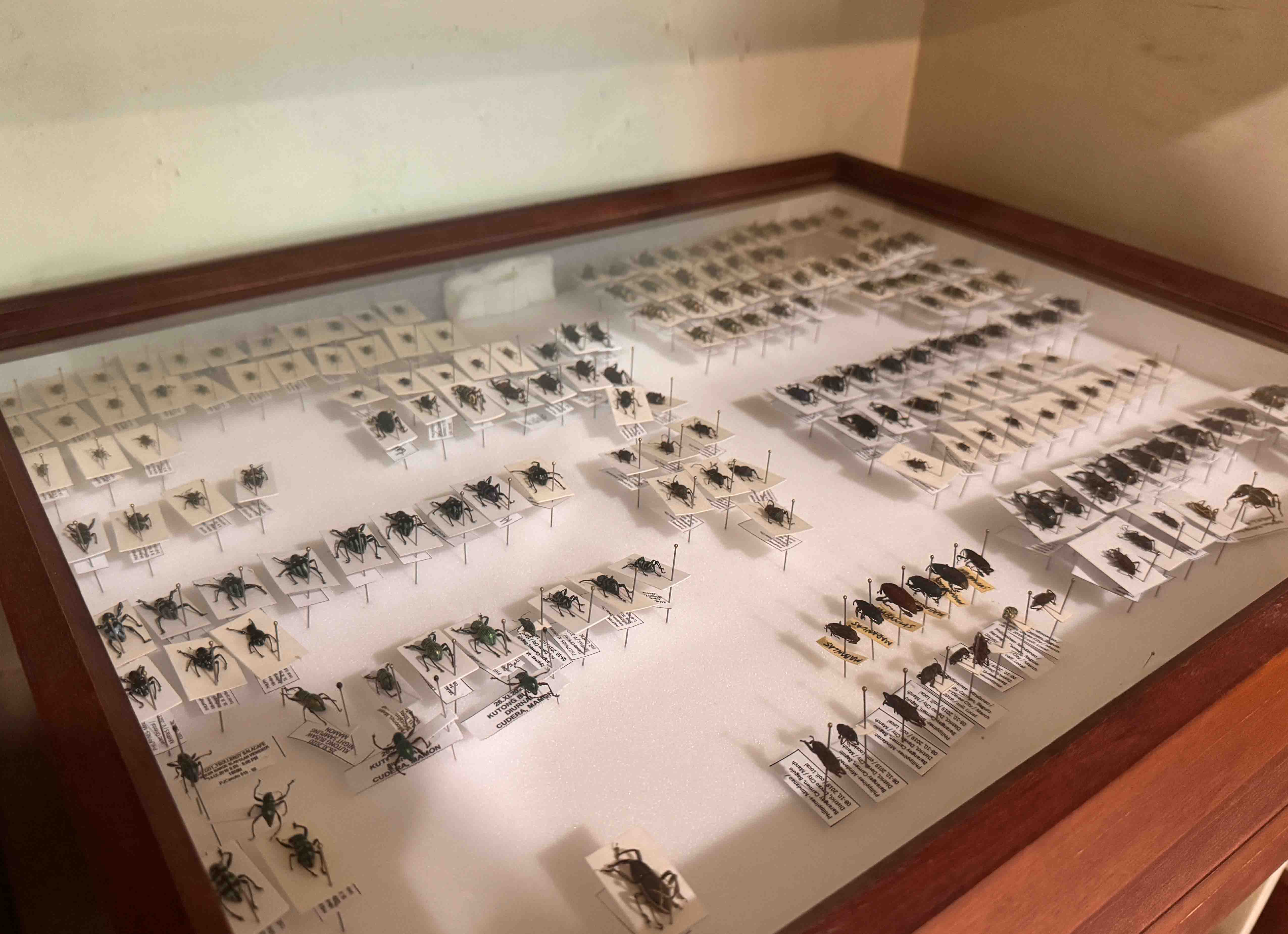 Coleoptera Research Center